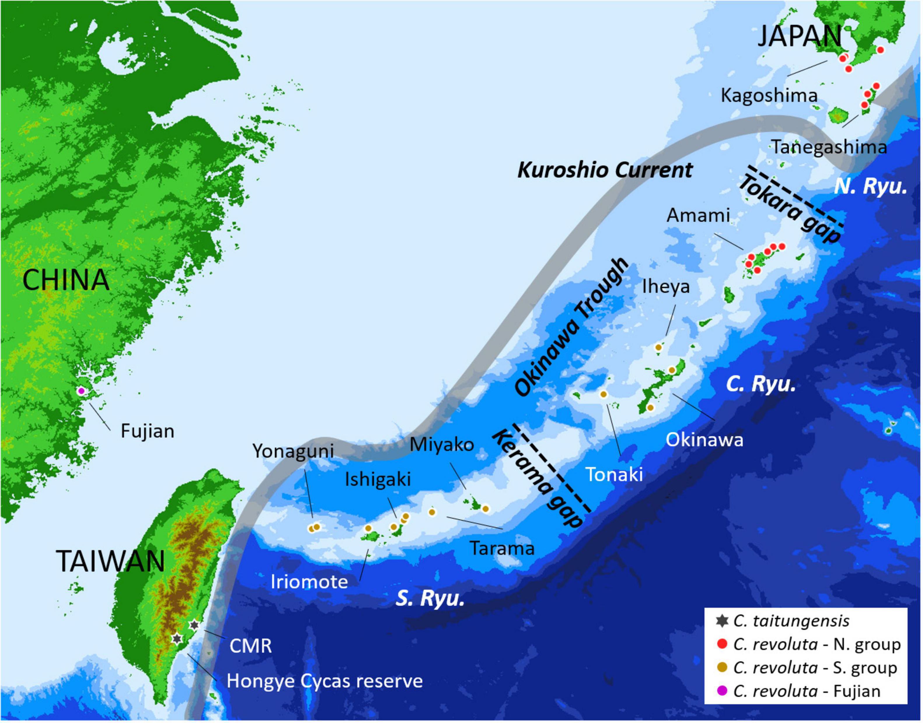 Frontiers divergence with gene flow and contrasting population size blur the species boundary in cycas sect asiorientales as inferred from morphology and rad