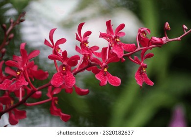 Renanthera images stock photos d objects vectors
