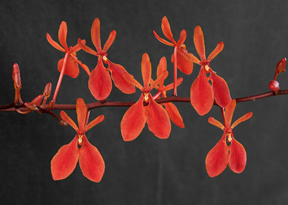 Renanthera poipu at santa barbara orchid estate