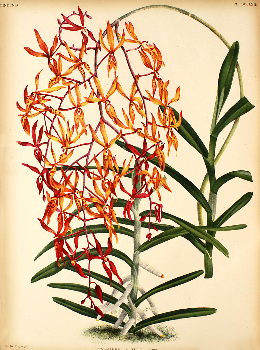 Renanthera wiki