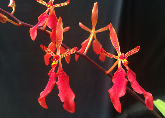Renanthera firecracker at santa barbara orchid estate