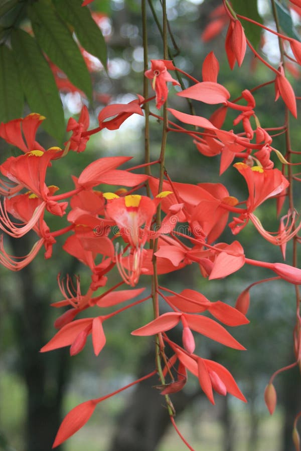 Renanthera stock photos