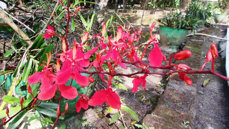 Renanthera stock photos