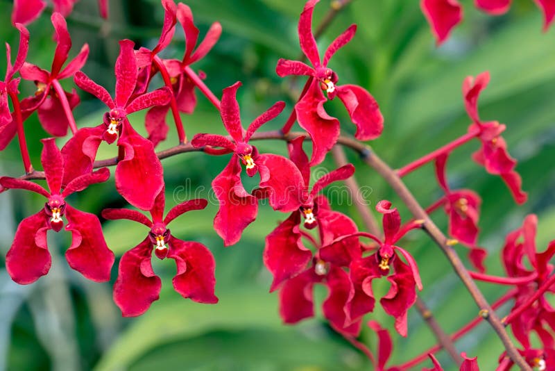 Renanthera stock photos