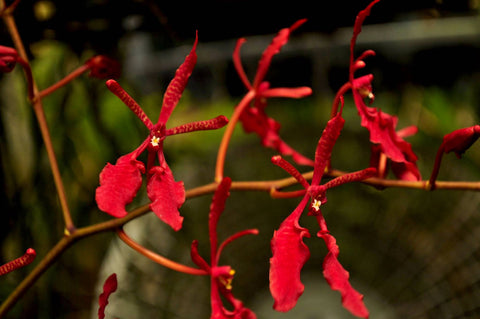 Renanthera kilauea â orchid design
