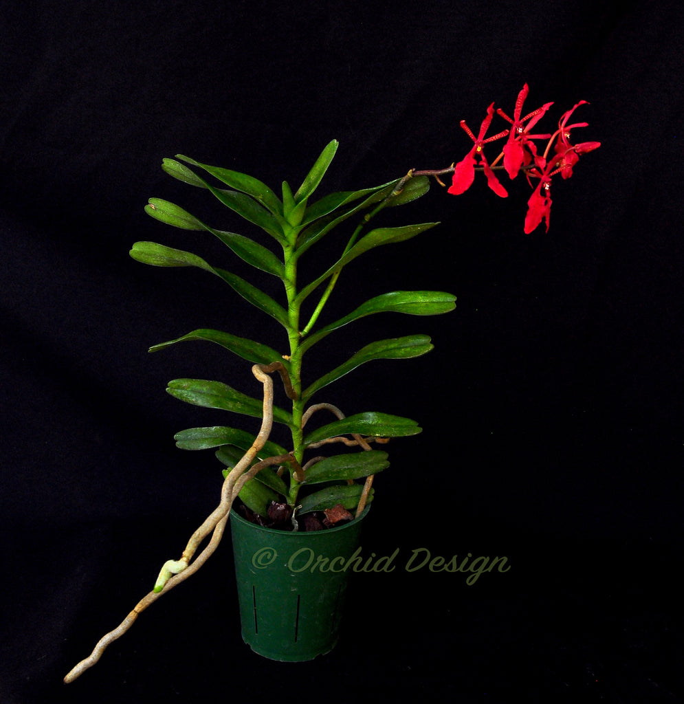 Renanthera kilauea â orchid design