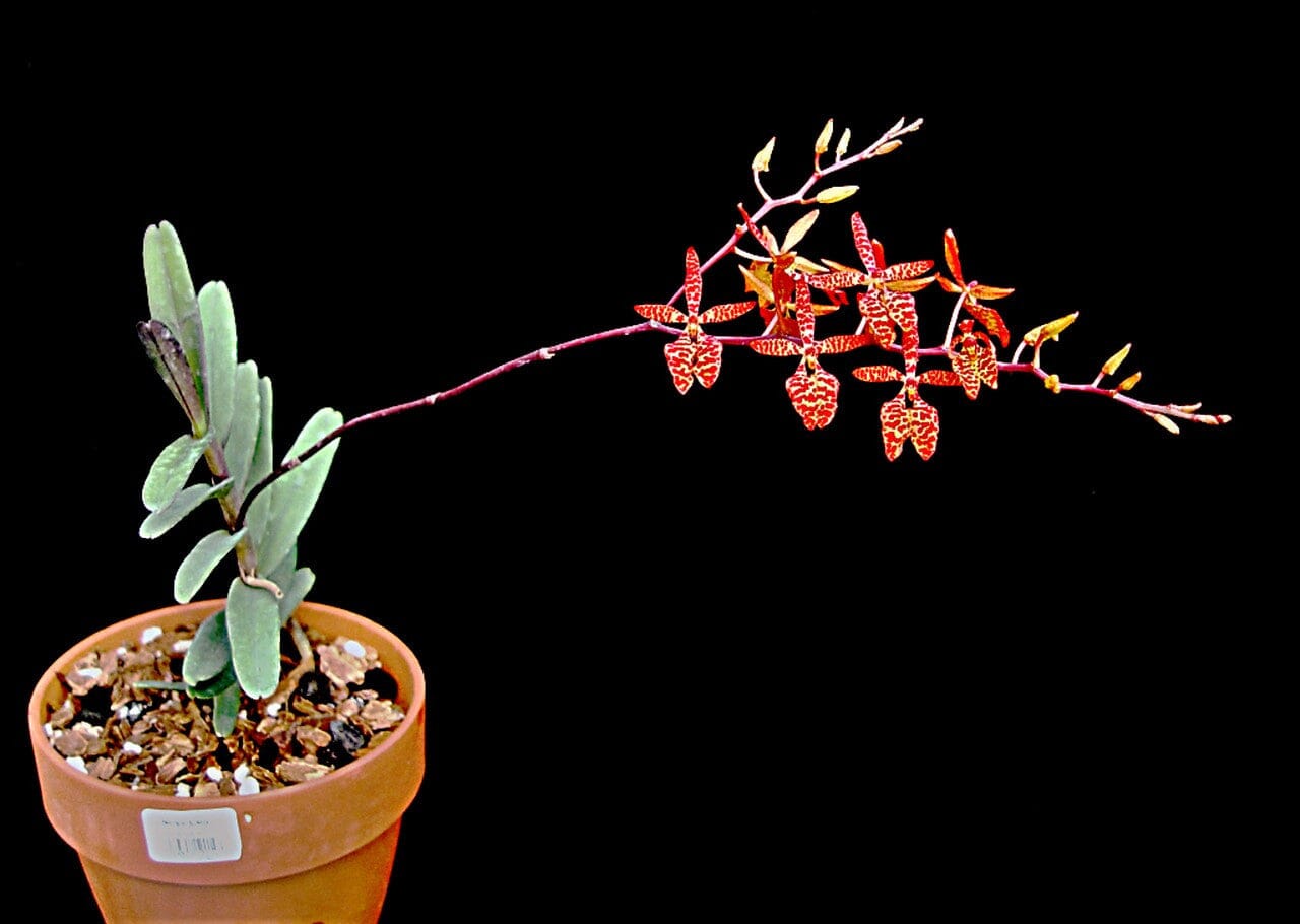 Renanthera monachica â la foresta orchids