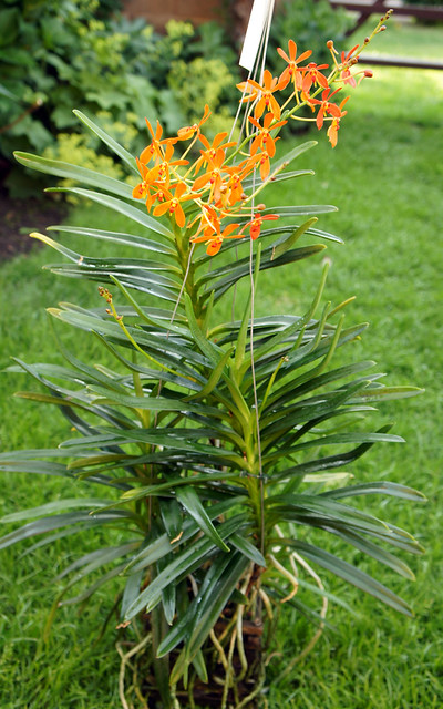 Vanda renanetia sunrise and vanda arjuna