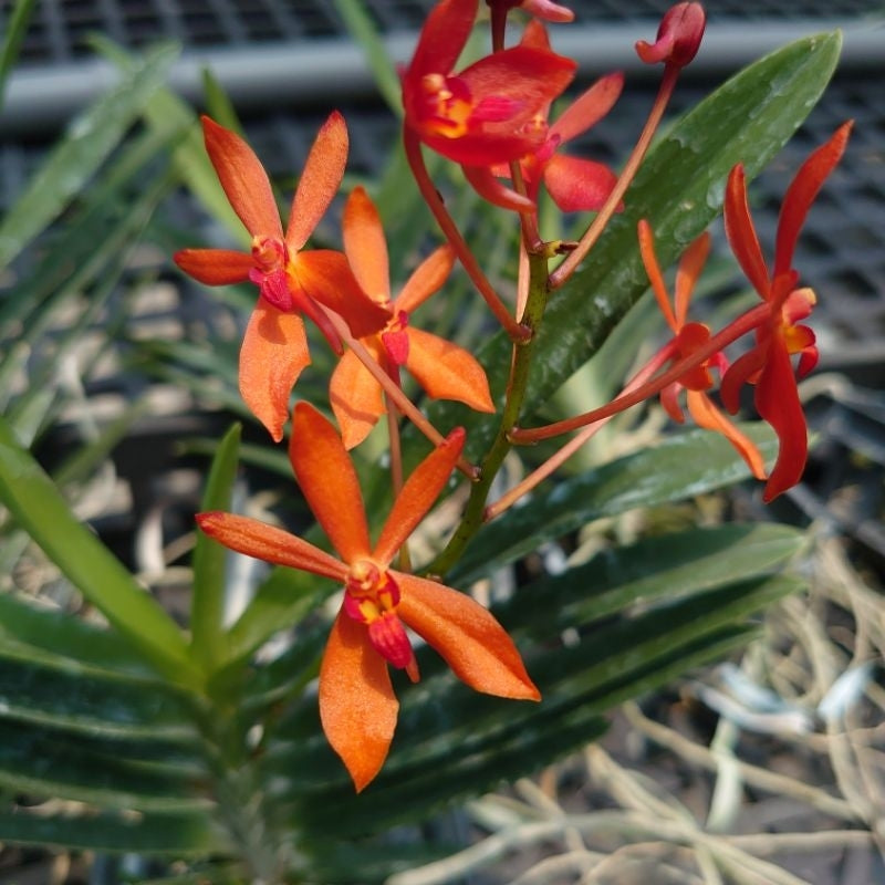 Discover the beauty of renanthera azimah x bangkok sunset orchids