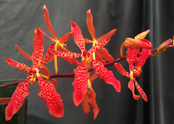 Renanthera mona lisa at santa barbara orchid estate