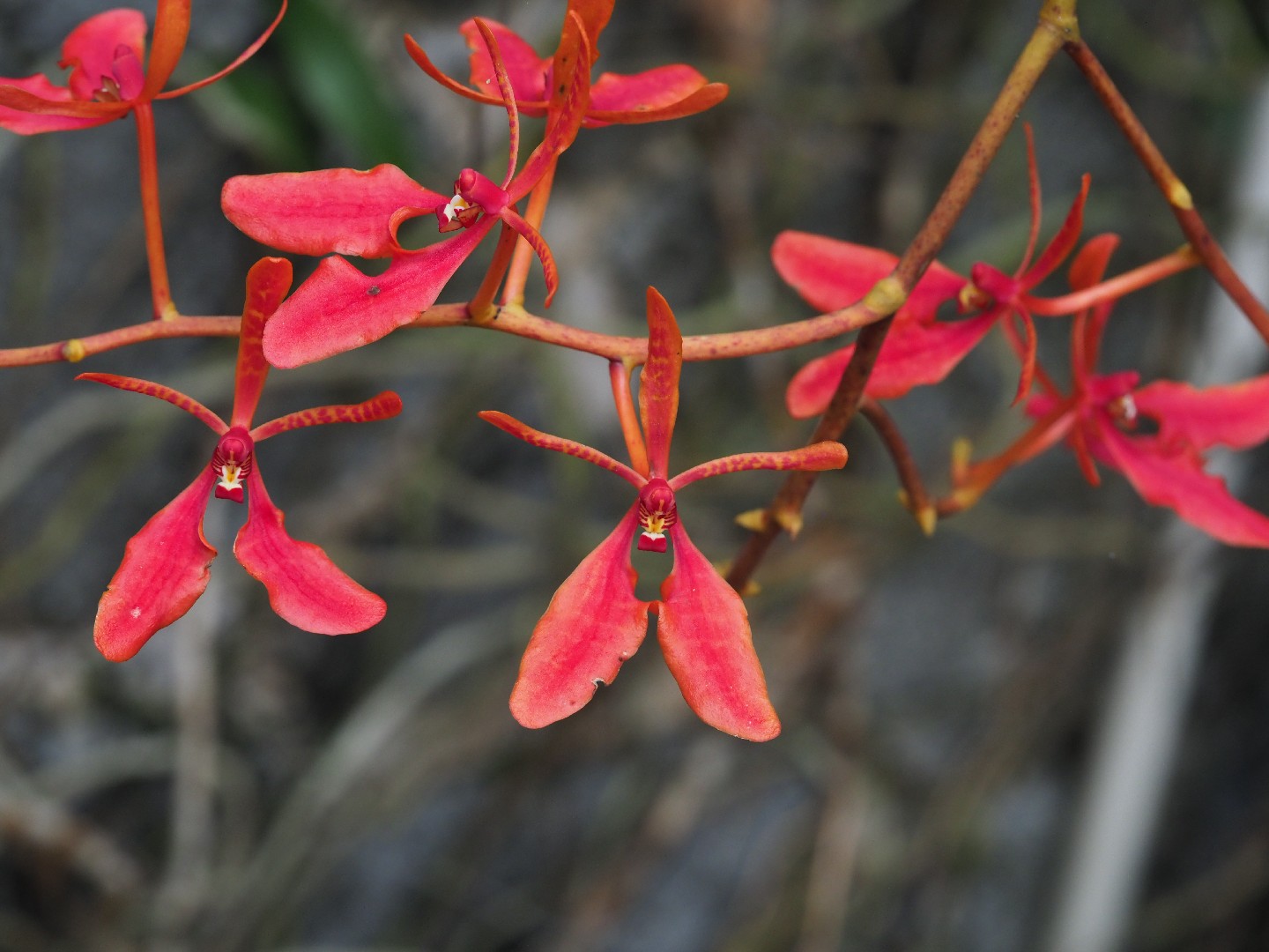 Renanthera orchid renanthera coccinea flower leaf care uses
