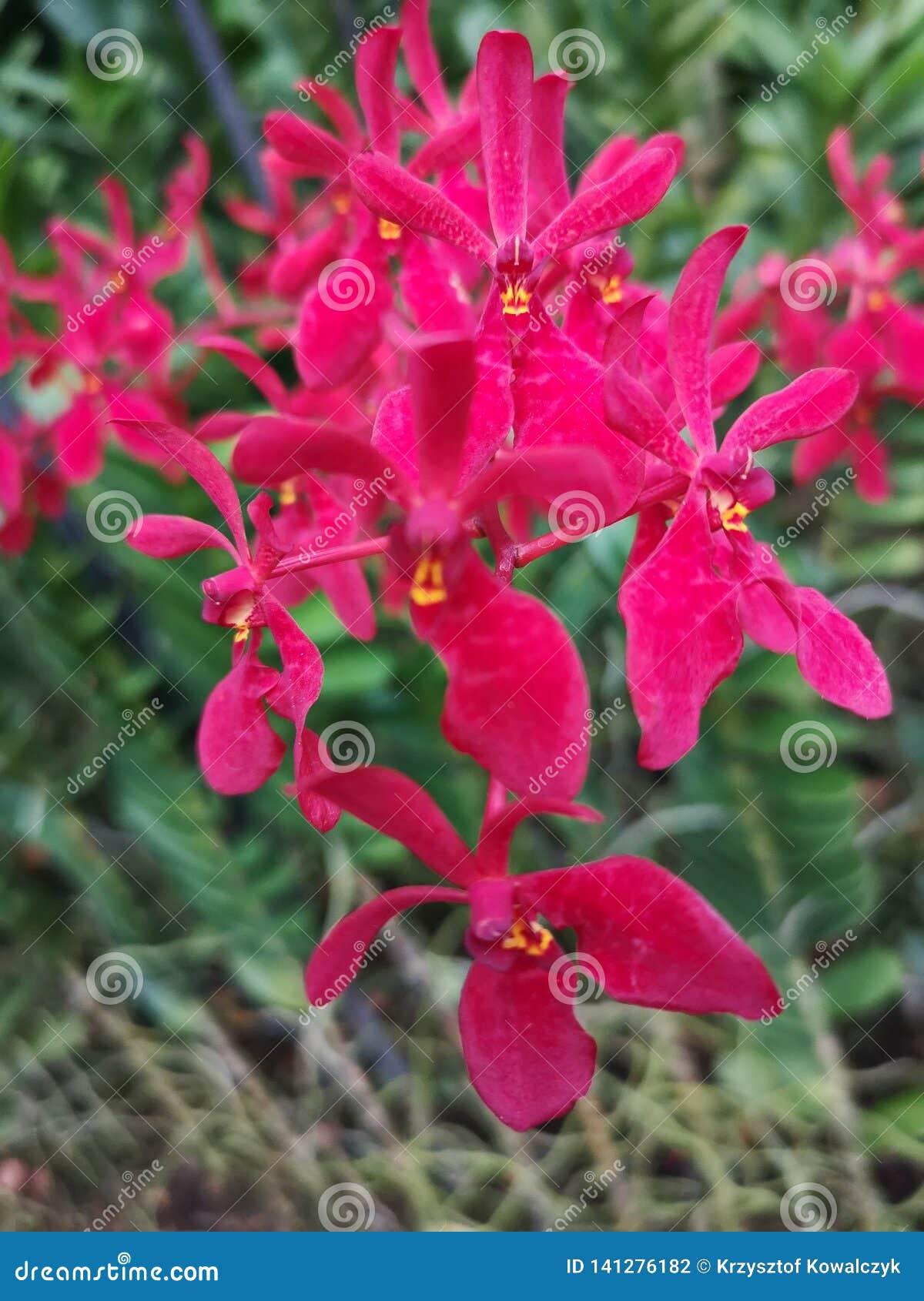 Renanthera stock photos