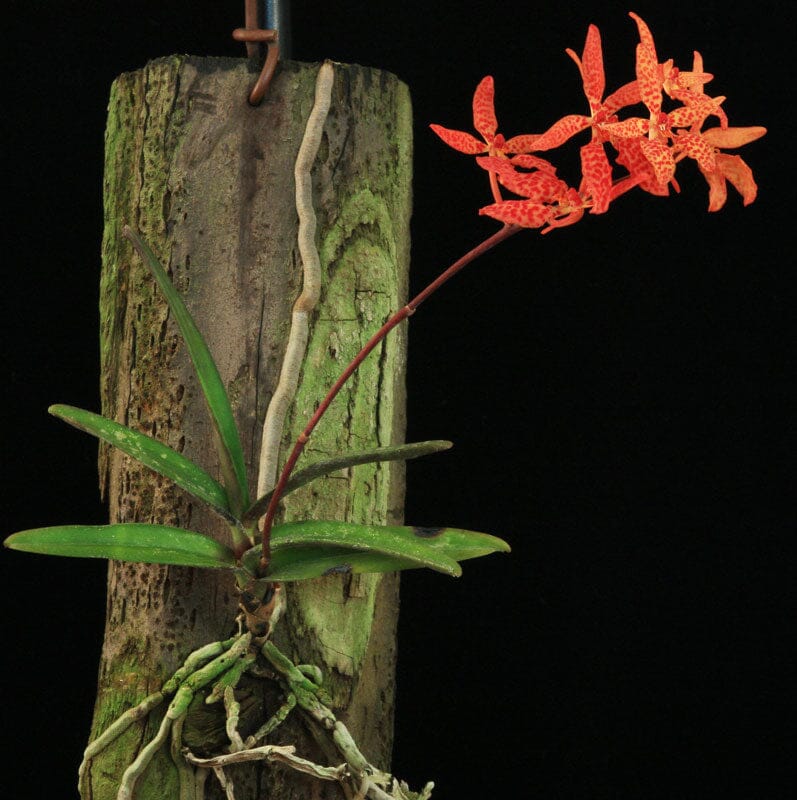 Renanthera monachica â la foresta orchids