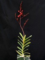 Renanthera poipu at santa barbara orchid estate