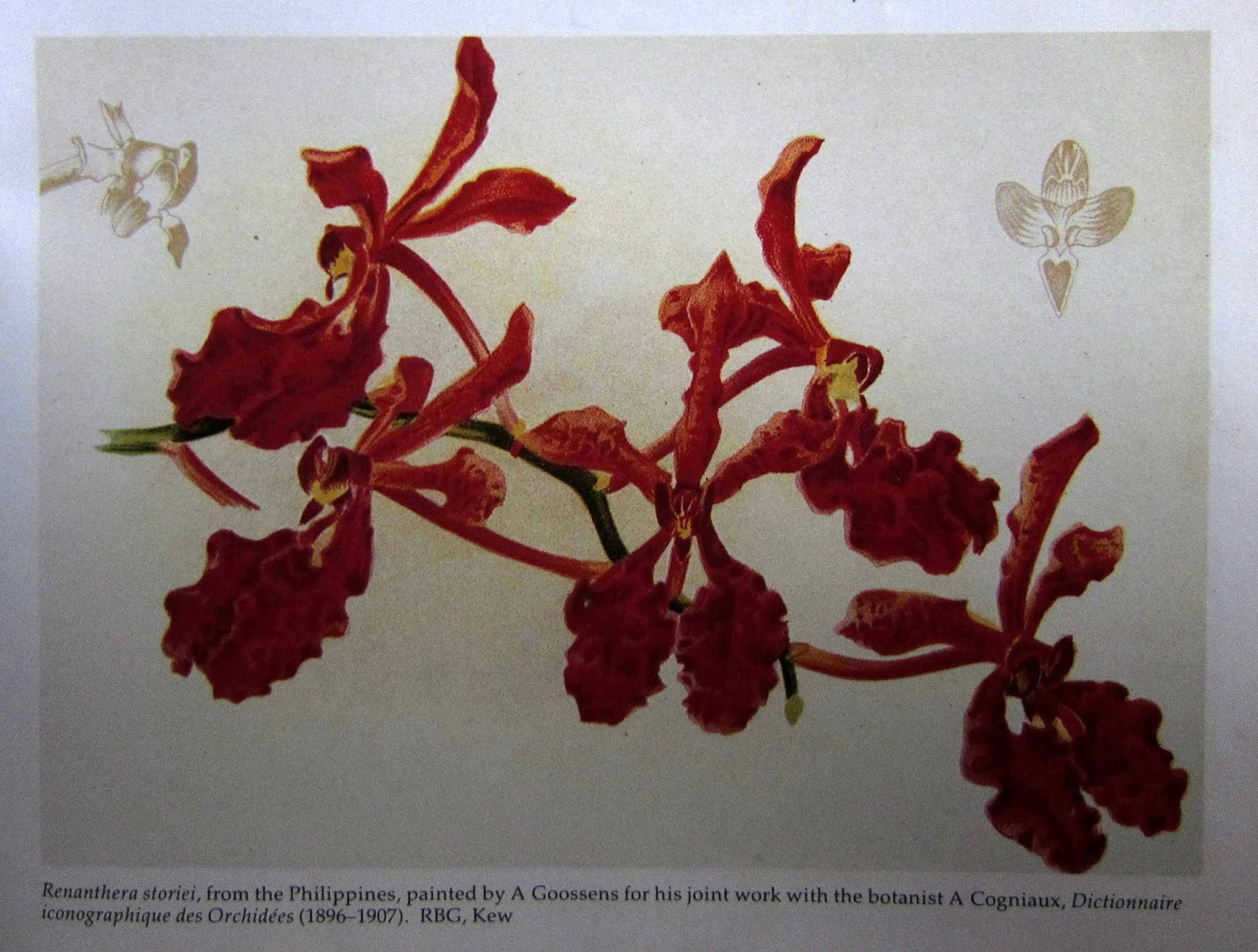 Set your orchid collection on fire with the fire orchid renanthera storiei