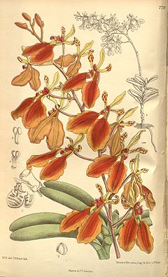 Renanthera imschootiana