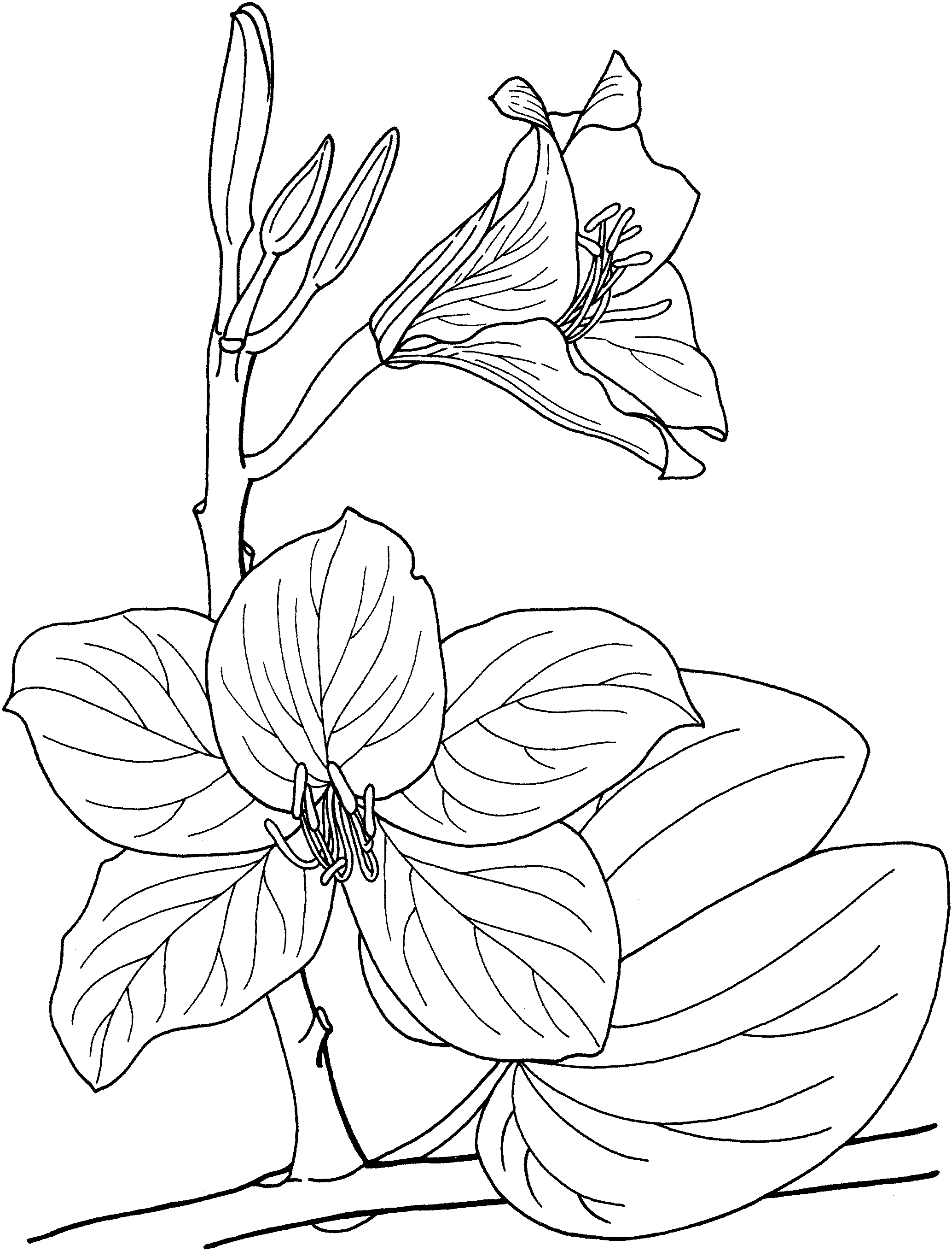 Orchid coloring pages