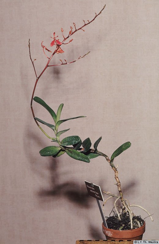 Renanthera imschootiana rolfe
