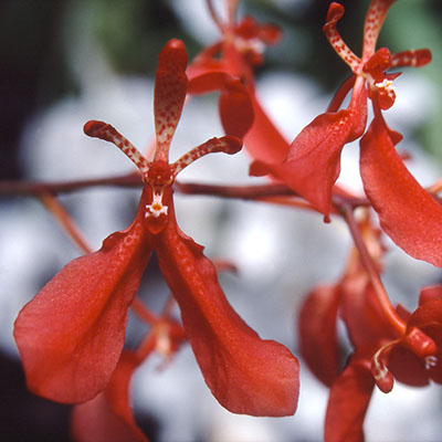 Orchid pollination â