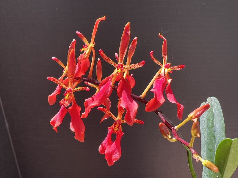 Renanthera firecracker