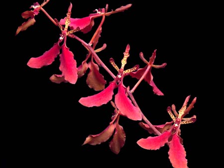 Renanthera
