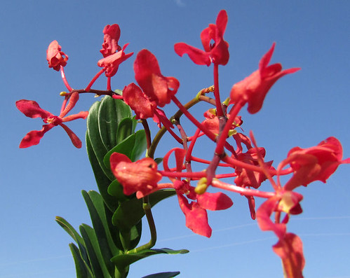 Renanthera kalsom red dragon