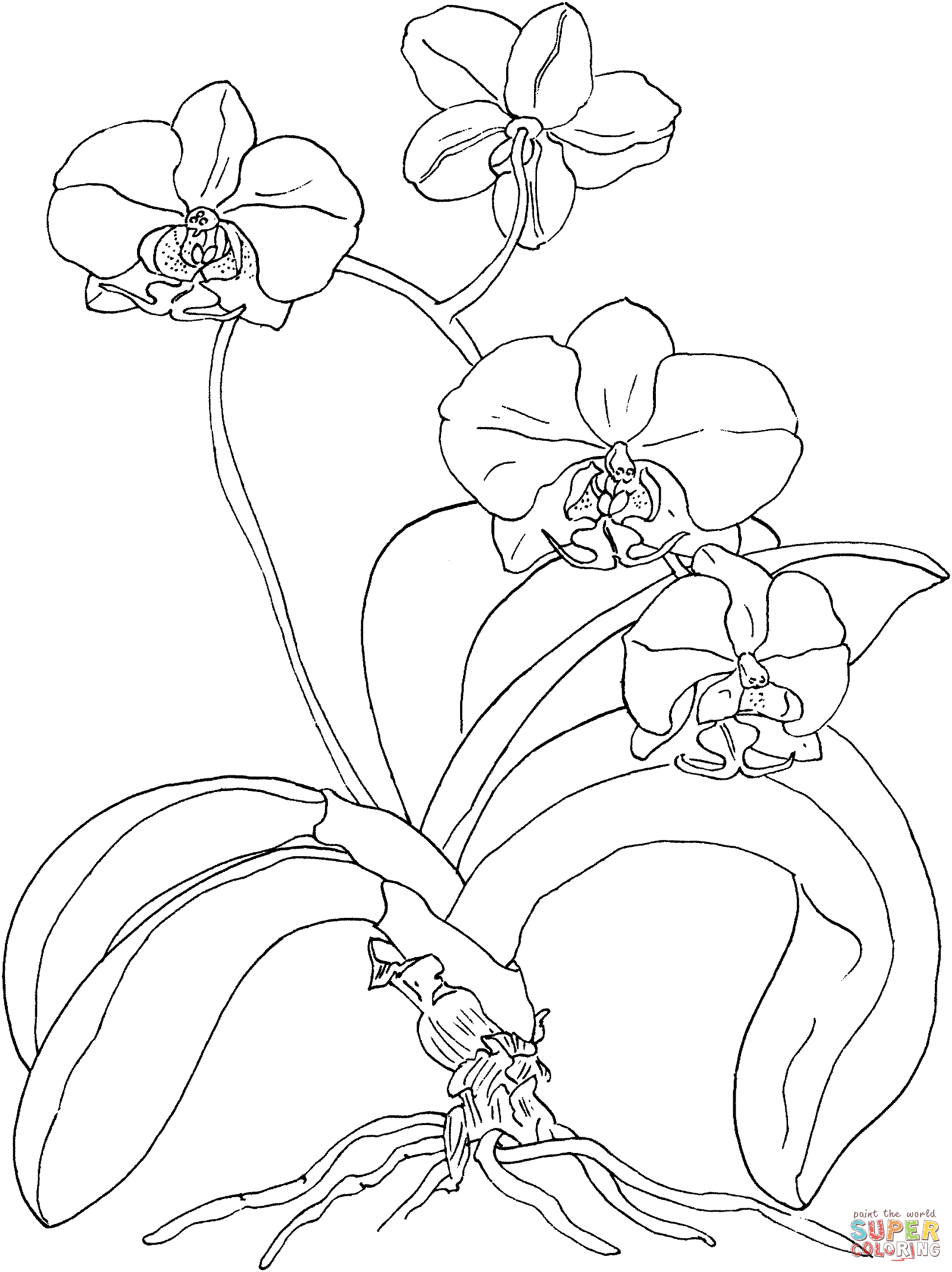 Orchid coloring pages