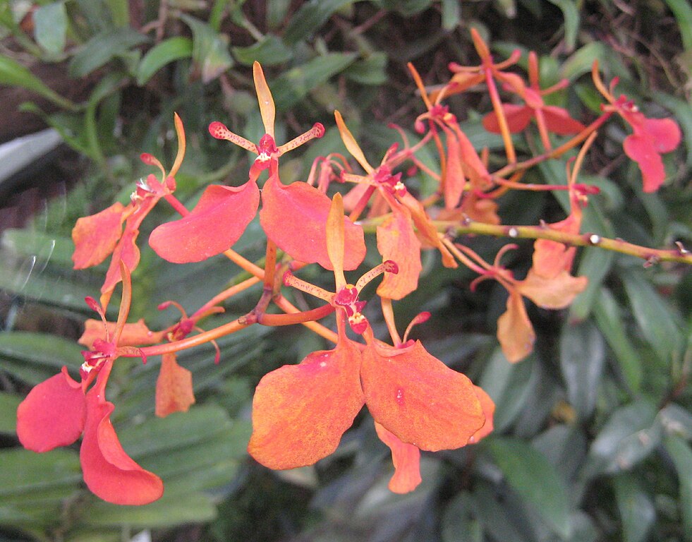 Fileranthera imschootiana jpg