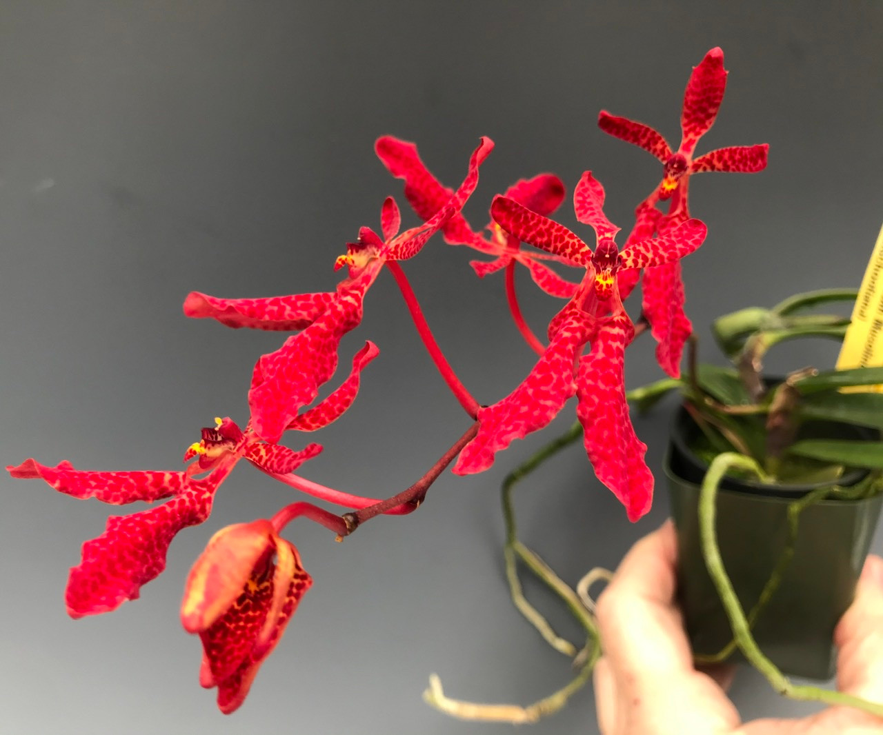 Renanthera memoria robin musolino bella x imschootiana