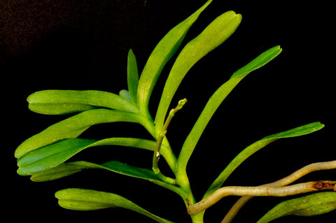 Renanthera kilauea â orchid design