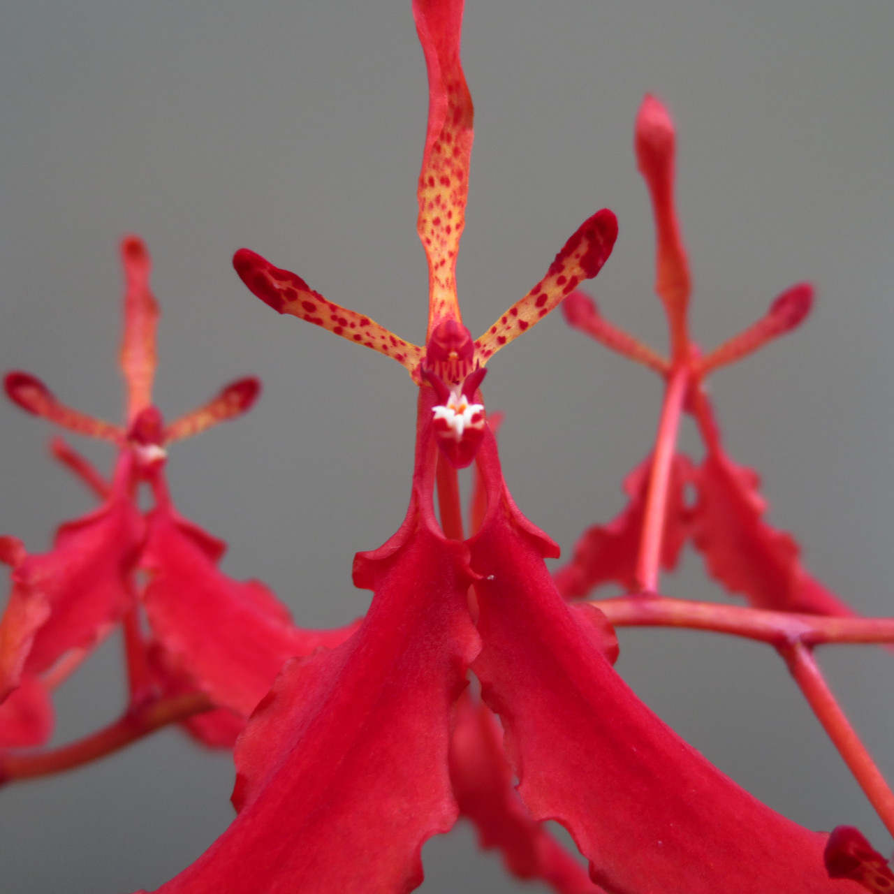 Renanthera memoria robin musolino imschootiana x bella