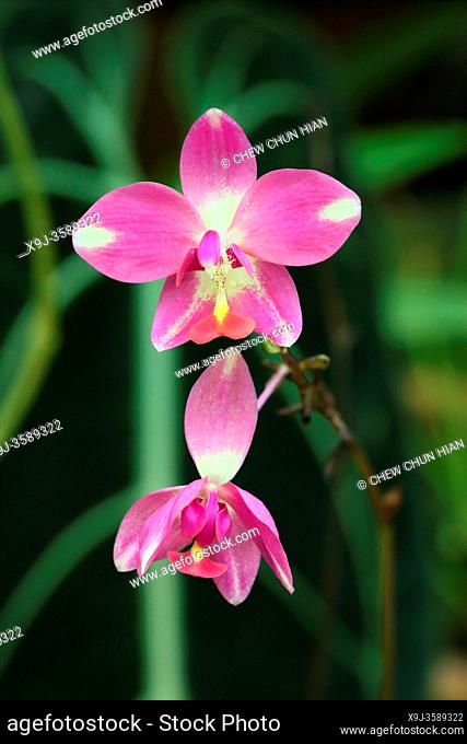 Orchid flower in the garden renanthera imschootiana asia stock photo picture and rights managed image pic xj