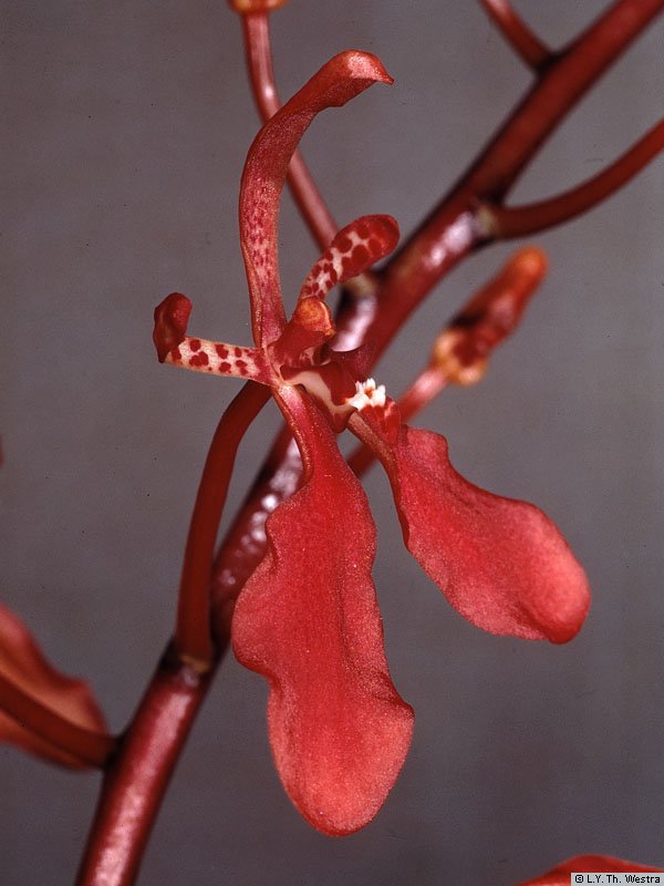 Renanthera imschootiana rolfe