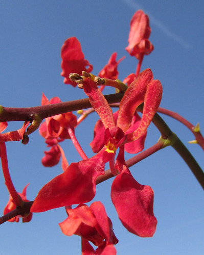 Renanthera kalsom red dragon