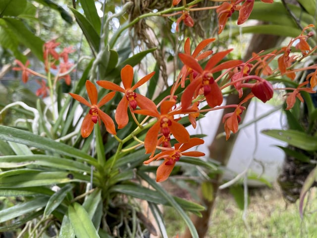 Renanthera matutina x vanda minata bines best of both species with multiple bloom per year counted spikes this time around rorchids