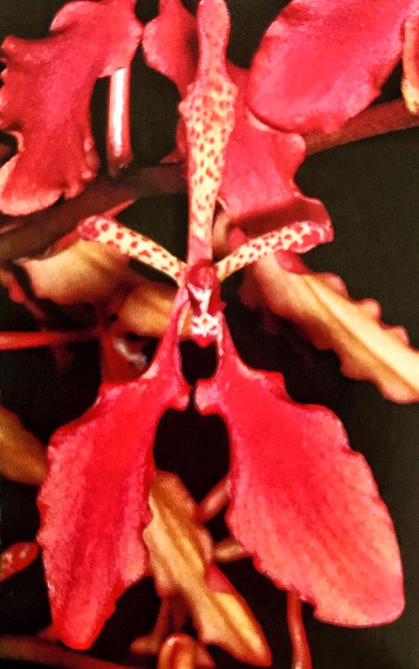 Renanthera imschootiana