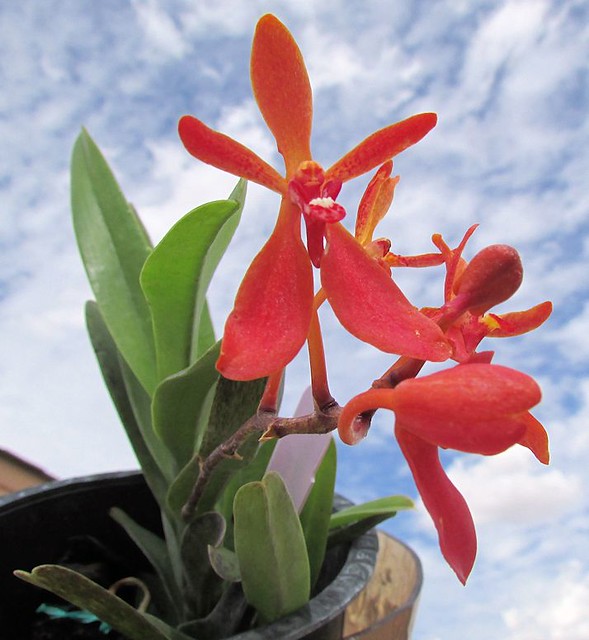 Renanetia sunrise