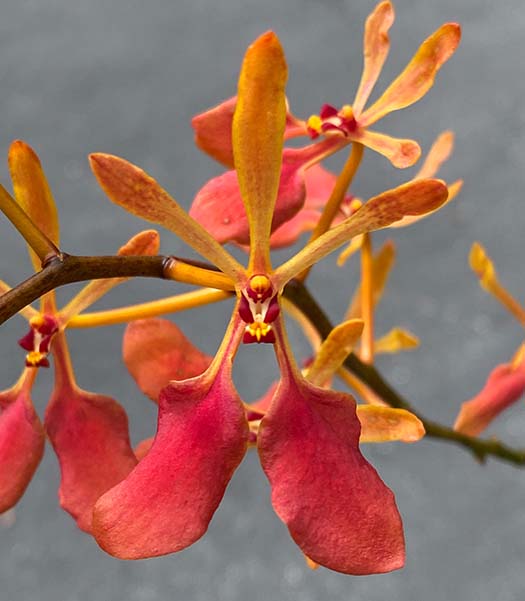 Southern california orchid species society