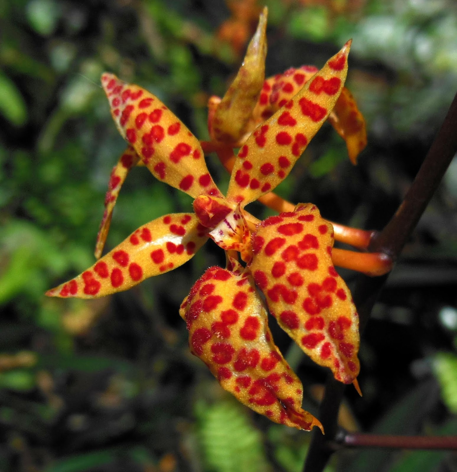 Renanthera monachica
