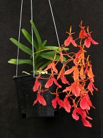 Renanthera imschootiana at santa barbara orchid estate