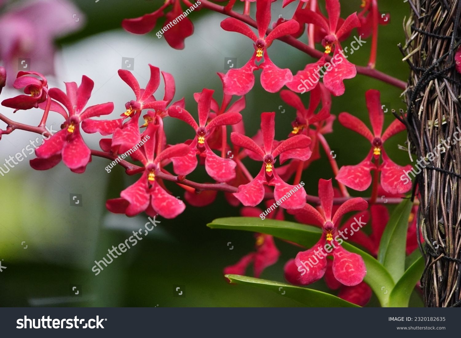 Renanthera imschootiana known red vanda species stock photo