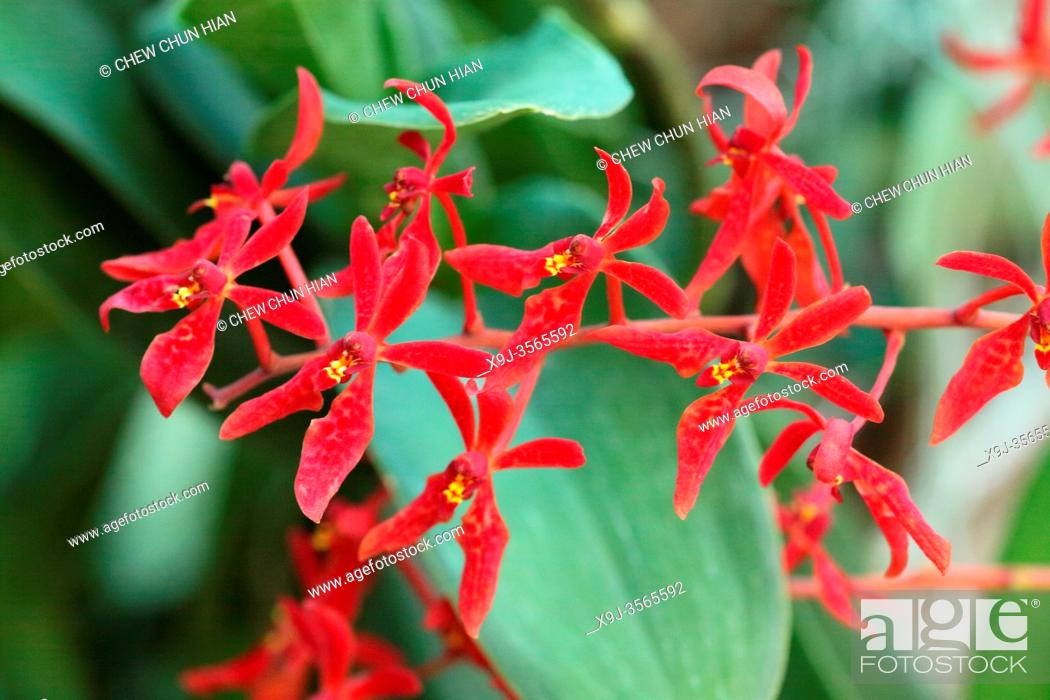 Orchid flower in the garden renanthera imschootiana asia stock photo picture and rights managed image pic xj