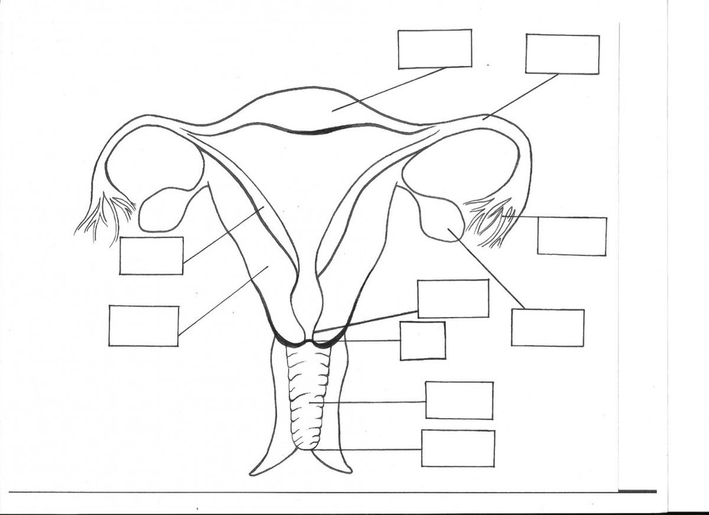 The female reproductive system diagram