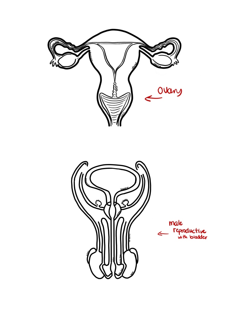 Anatomy practicals