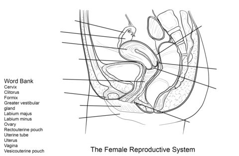Female reproductive system worksheet coloring page reproductive system female reproductive system female reproductive system anatomy