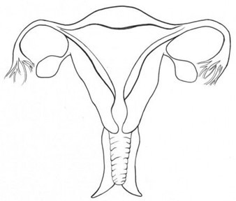 Jc female reproductive system diagram
