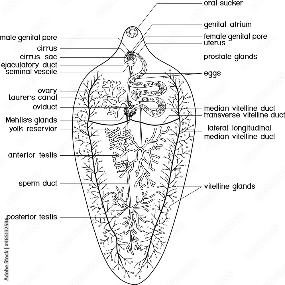 Coloring page with structure of reproductive system of sheep liver fluke fasciola hepatica isolated on white background vector