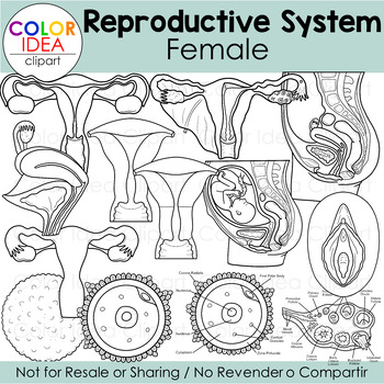 Reproductive system