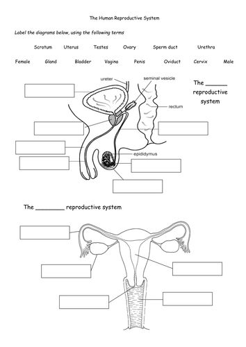 The human reproductive system female reproductive system reproductive system female reproductive system anatomy
