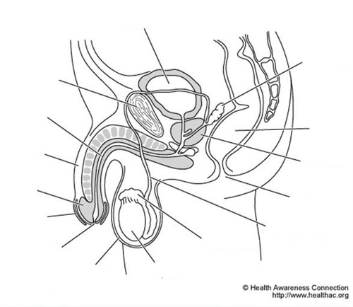 Male reproductive organ diagram diagram